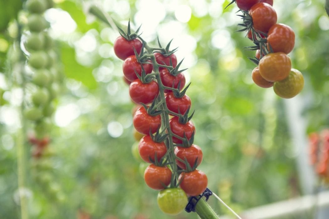 Savoura tomatoes carve out a place for themselves at the restaurant